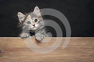 Beautiful gray female kitten rests its paws on a wooden board. Blank for advertisement or announcement with copy space