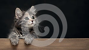 Beautiful gray female kitten rests its paws on a wooden board. Blank for advertisement or announcement with copy space