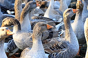 Beautiful gray geese with orange beaks, perigord geese on a farm.