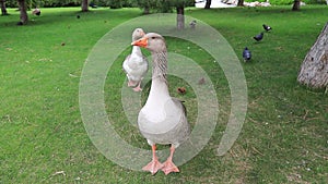 Beautiful gray geese, perigord geese walk on green lawn in summer on goose farm. Goose meat, French foie gras delicacy, poultry on
