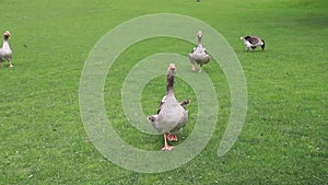 Beautiful gray geese, perigord geese walk on green lawn in summer on goose farm. Goose meat, French foie gras delicacy, poultry on