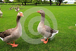 Beautiful gray geese, perigord geese walk on green lawn in summer on goose farm. Goose meat, French foie gras delicacy, poultry in