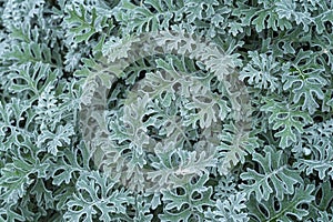 Beautiful gray-green leaves of an ornamental plant. Background. Space for text