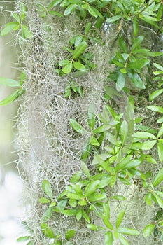 Beautiful gray green Spanish Moss on Southern Live Oak