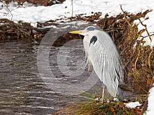 Beautiful gray heron