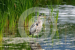 Beautiful gray heron bird perched in a pond in a forest