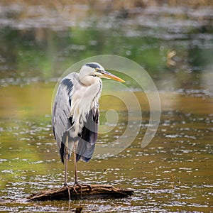 Beautiful Gray heron bird standing tall in the driftwood on the shore of the lake in the evening, fishing in the evening at Yala