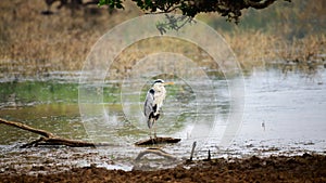 Beautiful Gray heron bird standing tall in the fallen dead branch on the swamp in the evening, fishing in the evening. Framed by