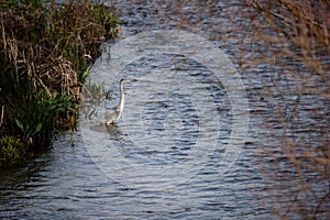 Beautiful gray heron looking for food in a river in the center of Madrid