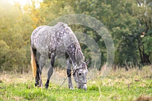 Beautiful gray horse grazing in green grassland summer field