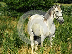 Beautiful Gray Horse, horizontal close crop