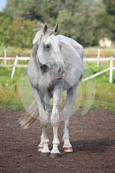 Beautiful gray horse portrait in summer