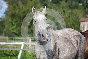 Beautiful gray horse portrait in summer