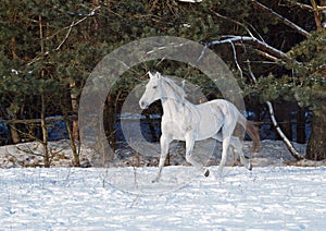 The beautiful gray horse trots on snow