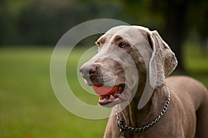 A beautiful gray Hungarian Vizsla in the Budapest city park in the early morning in the dewy grass. Ball with birth