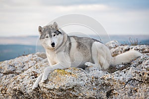 A beautiful gray husky lies on a rock covered with moss against