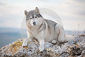 A beautiful gray husky lies on a rock covered with moss against