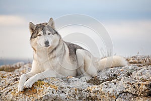 A beautiful gray husky lies on a rock covered with moss against