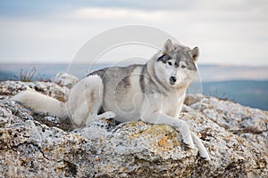 A beautiful gray husky lies on a rock covered with moss against a background of clouds and a blue sky and looks into the camera. A