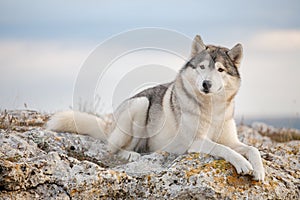 A beautiful gray husky lies on a rock covered with moss against a background of clouds and a blue sky and looks into the camera.