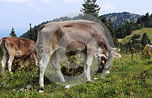 Beautiful gray individual with a white line on his back grazes in the western Austrian Alps near Salzburg. It is fed the most