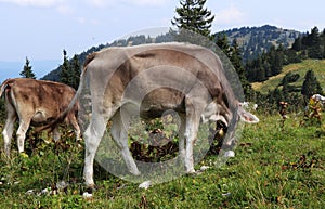 Beautiful gray individual with a white line on his back grazes in the western Austrian Alps near Salzburg. It is fed the most photo
