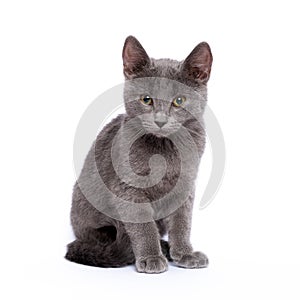 Beautiful gray kitten