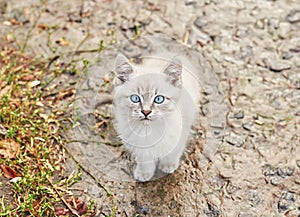 Beautiful gray kitten with blue eyes. Pet. Animal shelter. Abandoned cat. Stray sad kitten on street after  rain. Concept of