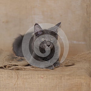 Beautiful Gray Manx mix Maine Coon Kitten
