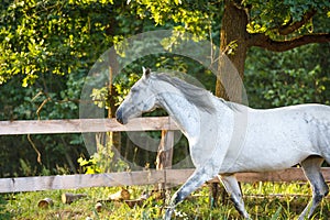 Beautiful gray mare horse running alongside fence on forest background in evening sunlight in summer