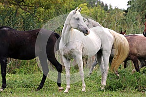 Beautiful gray mare standing on pasture rural scene