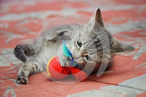 Beautiful gray mongrel kitten playing with a toy