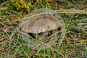 Beautiful gray mushroom Tricholoma triste in a pine forest under the branches. Mushroom close-up. photo