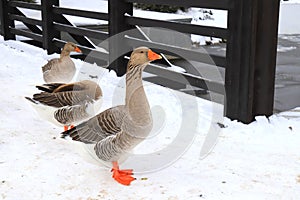 Beautiful gray pedigreed, fat geese walk on the farm in winter. Goose farm, fattened geese,waterfowl birds. Gourmet food