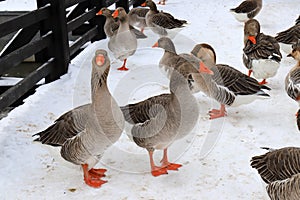 Beautiful gray pedigreed, fat geese walk on the farm in winter. Goose farm, fattened geese,waterfowl birds , poultry