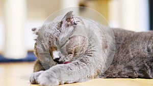 Beautiful gray purebred scottish fold cat