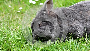 Beautiful gray rabbit close up in a meadow with flowers eats green grass