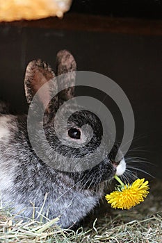 Beautiful gray rabbit is eating a yellow fresh dandelion flower