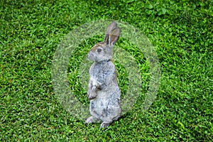 Beautiful gray rabbit sitting on the grass