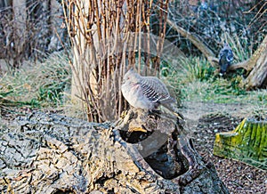 Beautiful gray royal pigeon