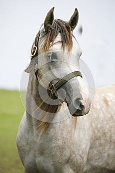 Beautiful gray shagya arabian foal posing on pasture