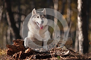 Beautiful gray Siberian Husky with brown eyes lies in the autumn forest on the trunk of a fallen tree