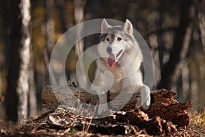 Beautiful gray Siberian Husky with brown eyes lies in the autumn forest on the trunk of a fallen tree