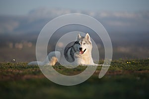 Beautiful gray Siberian Husky lies in the green grass against the backdrop of mountains.