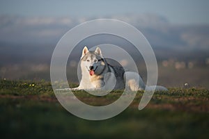 Beautiful gray Siberian Husky lies in the green grass against th