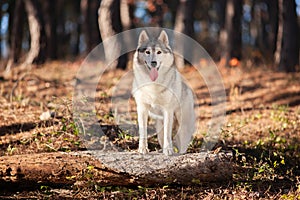 Beautiful gray Siberian Husky stands in the autumn forest with h