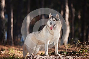 Beautiful gray Siberian Husky stands in the autumn forest with h