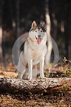 Beautiful gray Siberian Husky stands in the autumn forest with his paws on the trunk of a fallen tree.