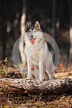 Beautiful gray Siberian Husky stands in the autumn forest with his paws on the trunk of a fallen tree