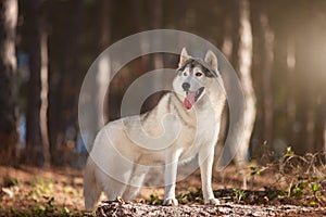 Beautiful gray Siberian Husky stands in the autumn forest with his paws on the trunk of a fallen tree